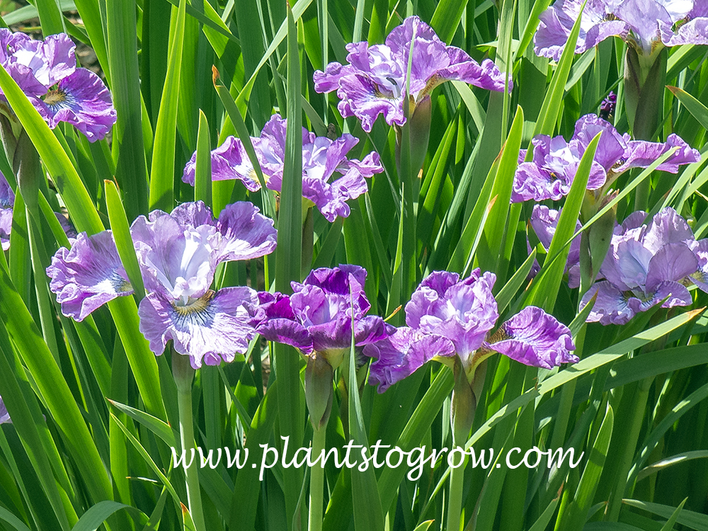Siberian Iris Strawberry Fair